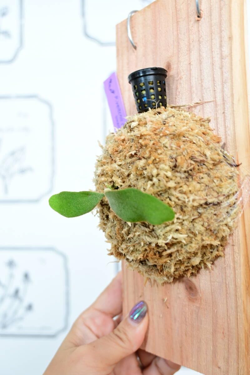 Amazon.co.jp: P.veitchii cv.Lisa(Compact Form) spored③ ＠ビカ森